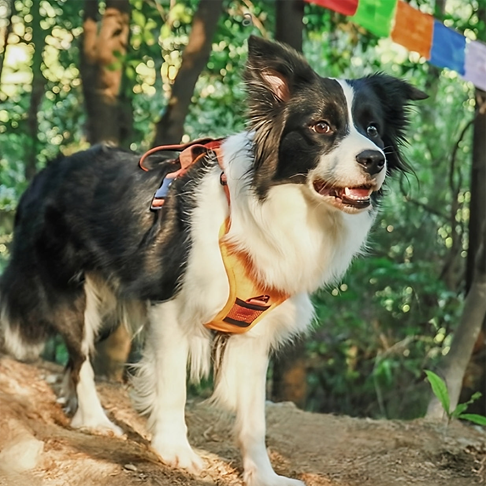 MagicPaws™ Retractable Harness