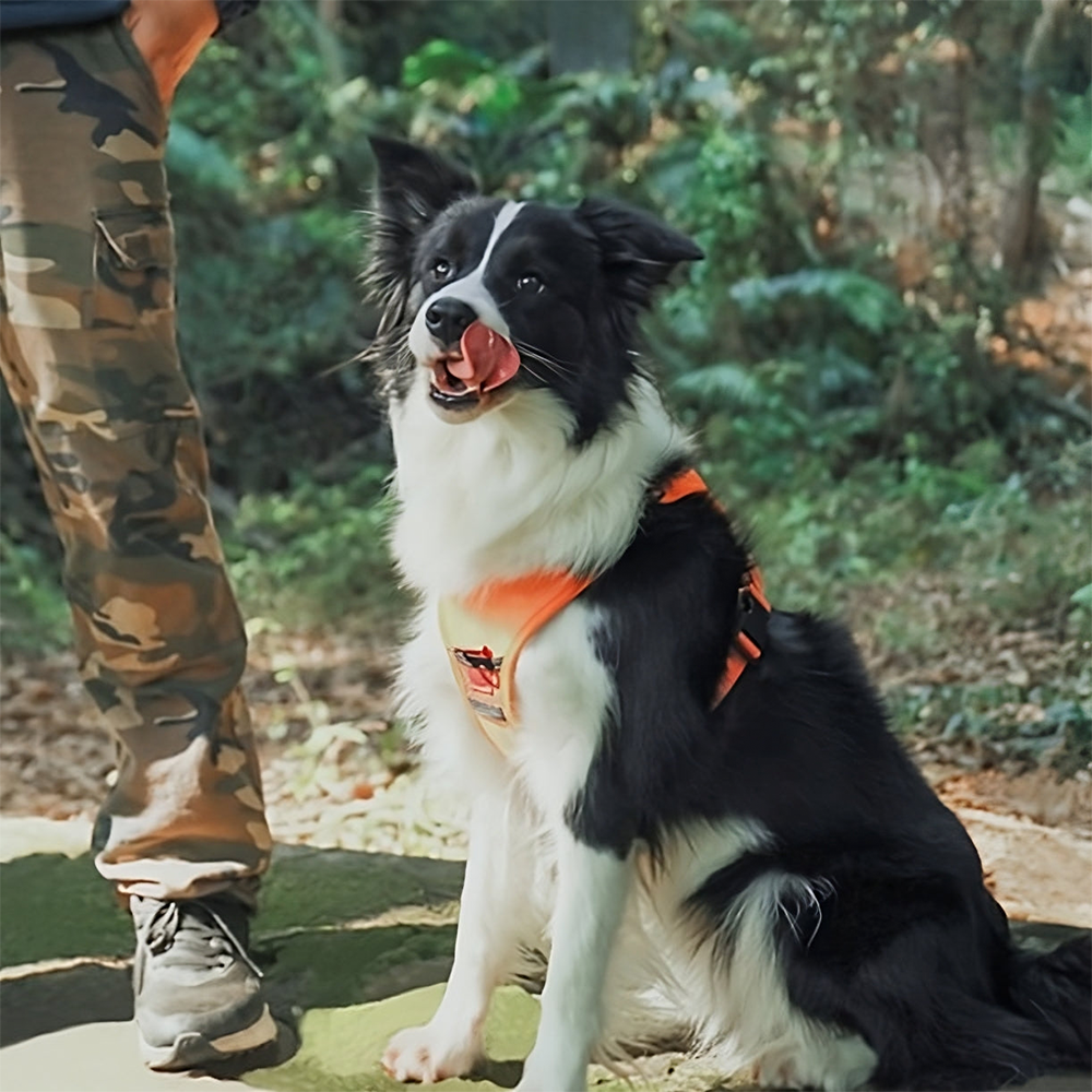MagicPaws™ Retractable Harness