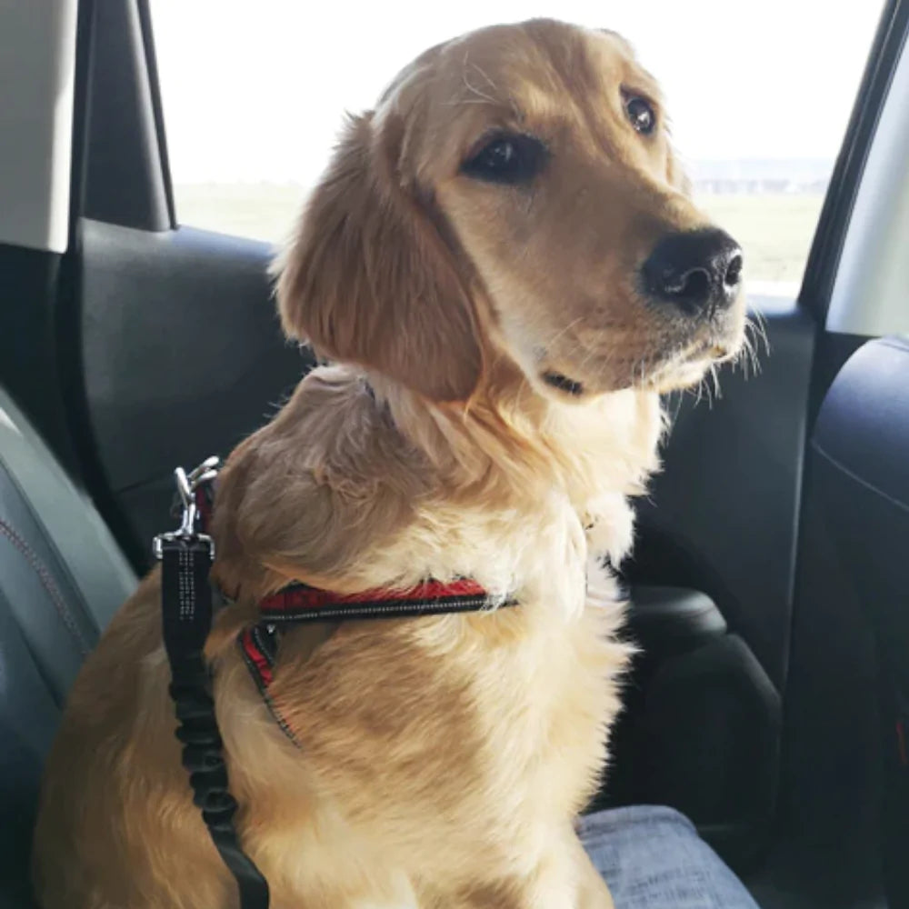 MagicPaws™ Dog Safety Belt 2.0
