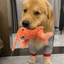 MagicPaws™ Flopping Lobster Toy