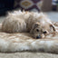 Magic Paws™ Faux Fur Orthopedic Soothing Bed