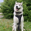 Magic Paws™ Dog Harness